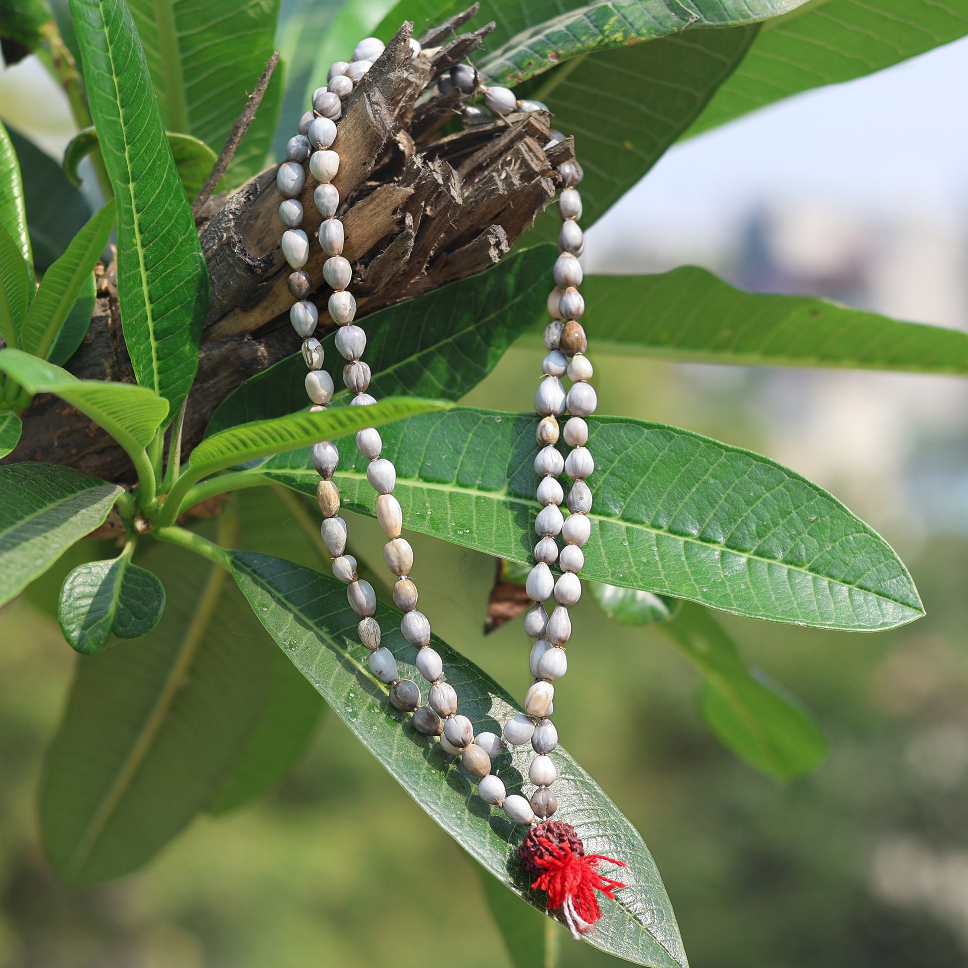 vaijayanti flower seeds Vaijanti Wood